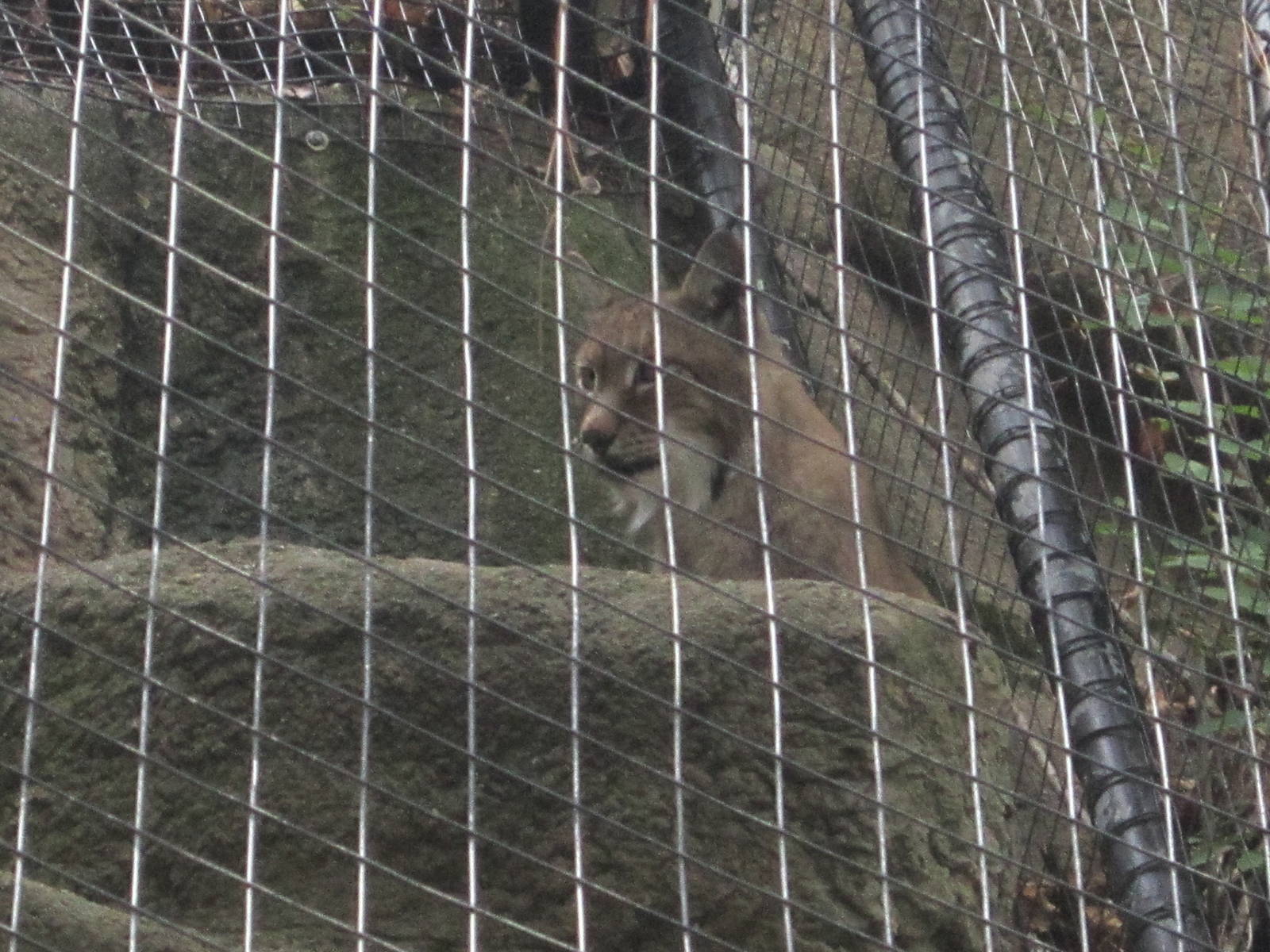 Aug. 2012-Eastern Siberian Lynx