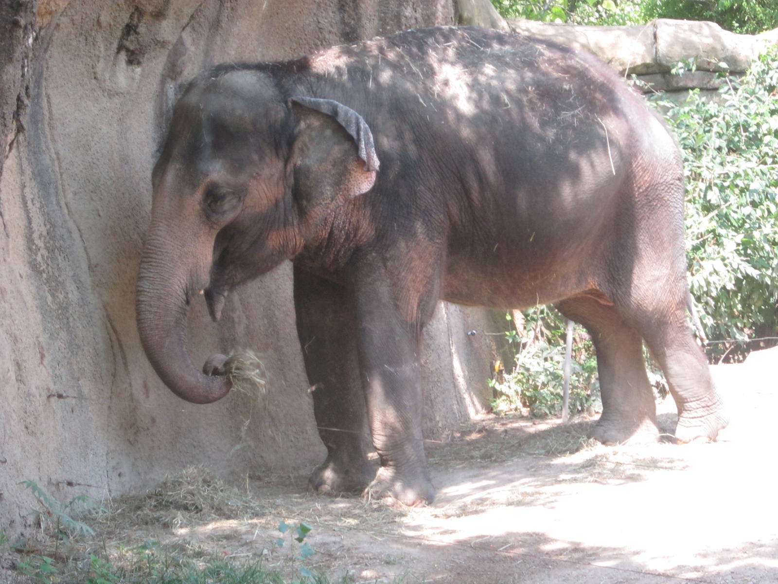 Aug. 2012-Ellie, an Asian Elephant