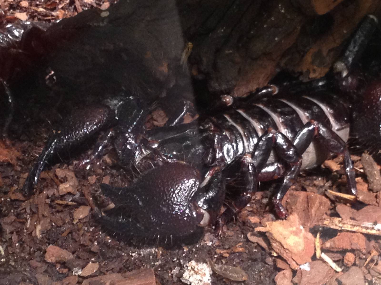 Aug. 2012-Emperor Scorpion