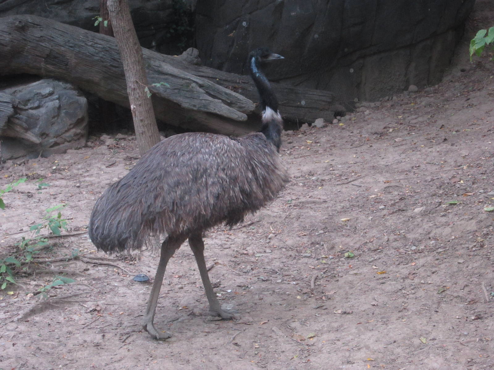Aug. 2012-Emu
