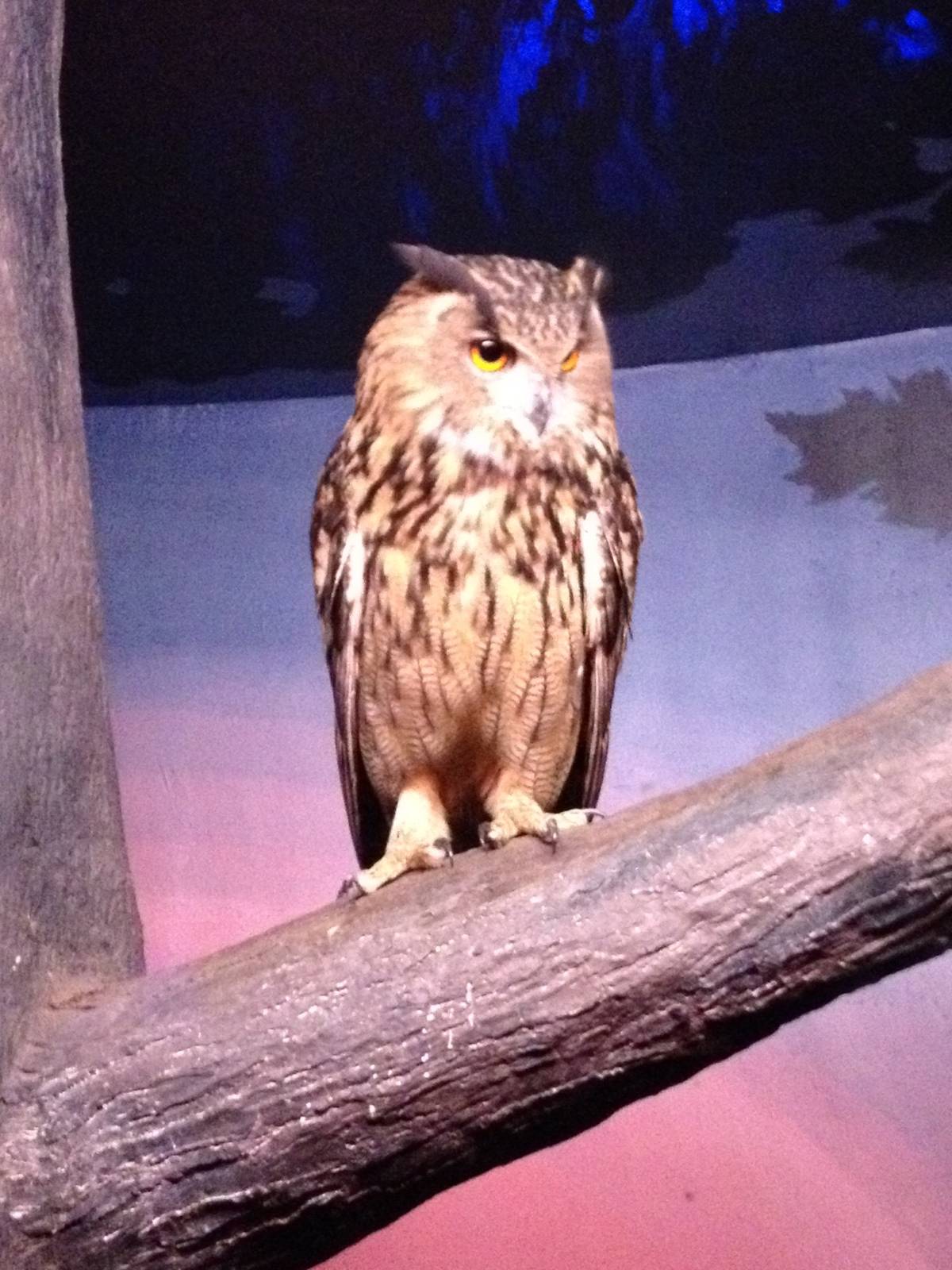Aug. 2012-Eurasian Eagle Owl