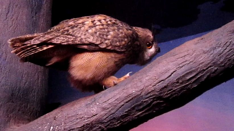 Aug. 2012-Eurasian Eagle Owl