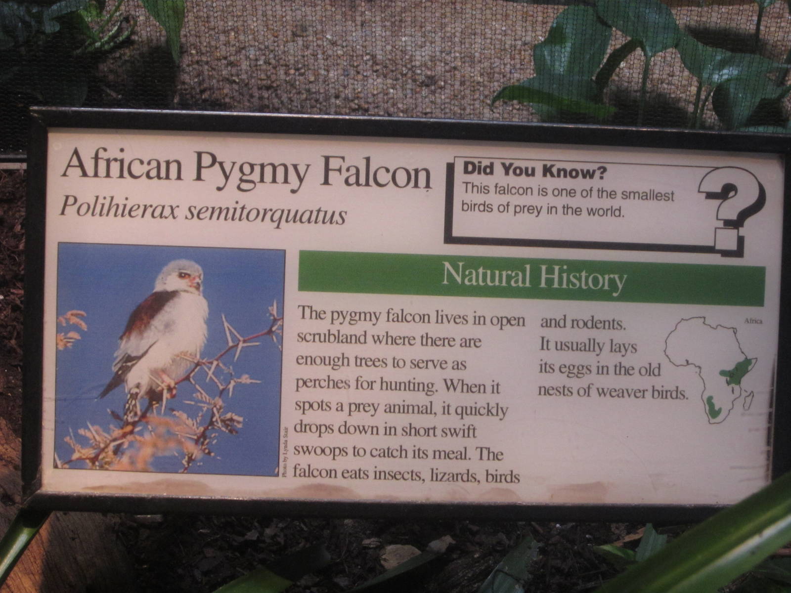 Aug. 2012-Falcon sign