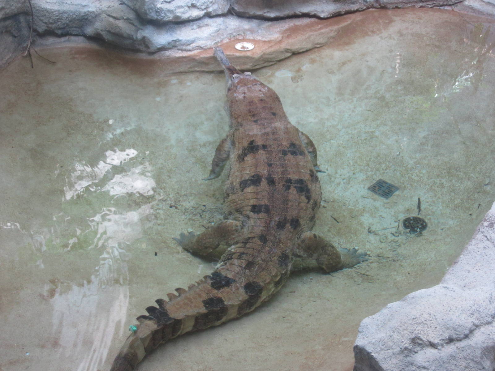 Aug. 2012-False Gharial