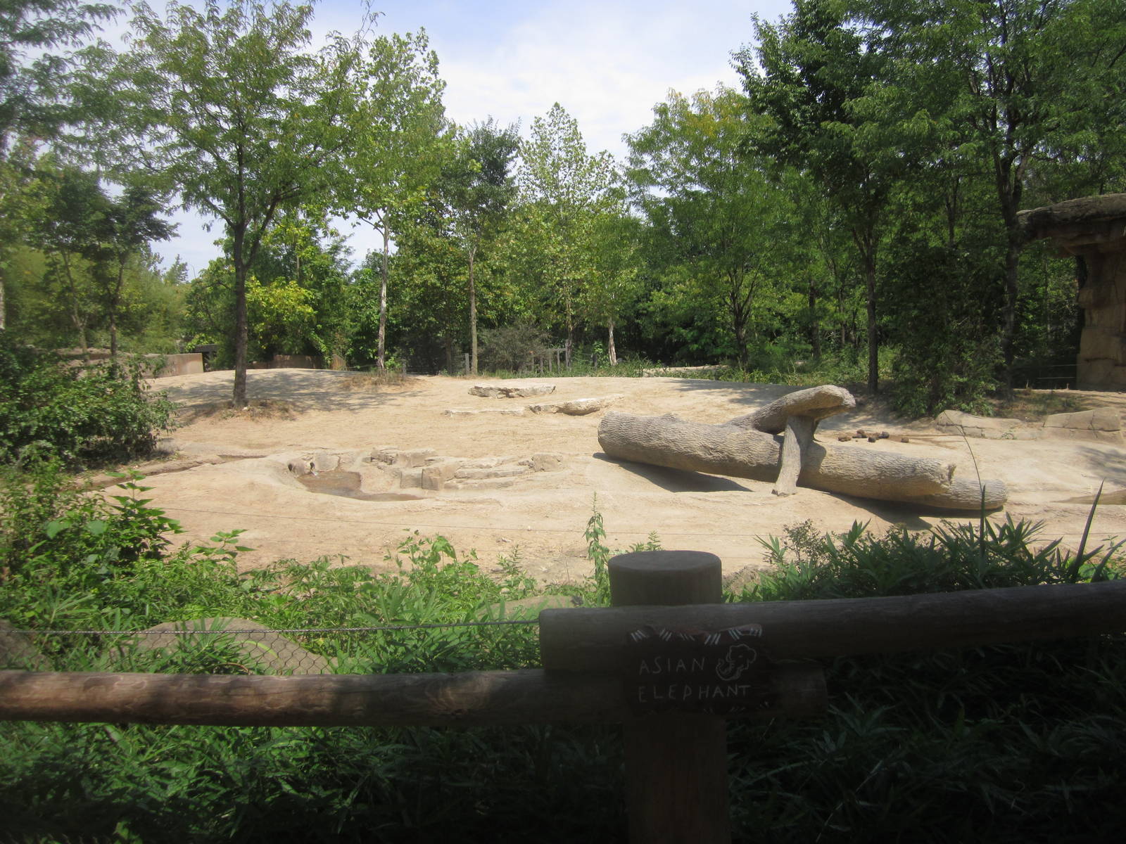 Aug. 2012-Female Asian Elephant yard