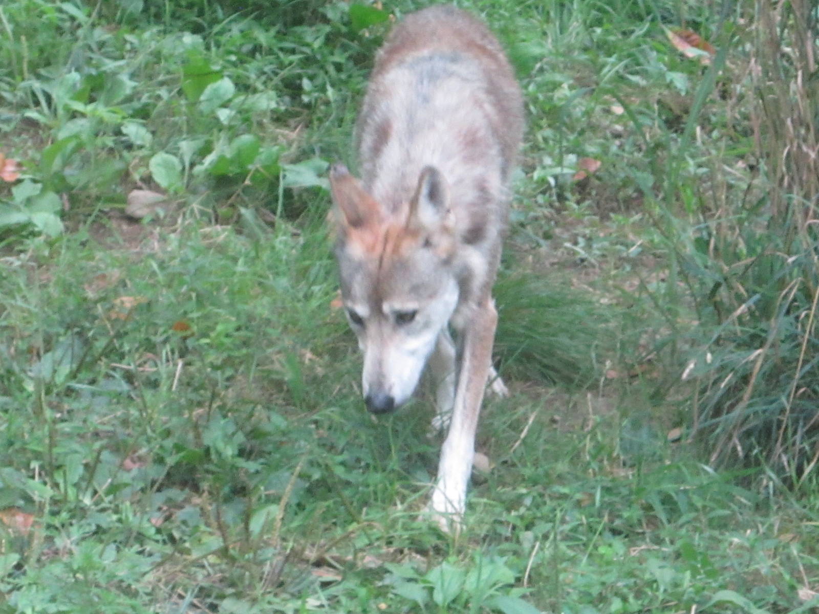 Aug. 2012-Female Mexican Wolf