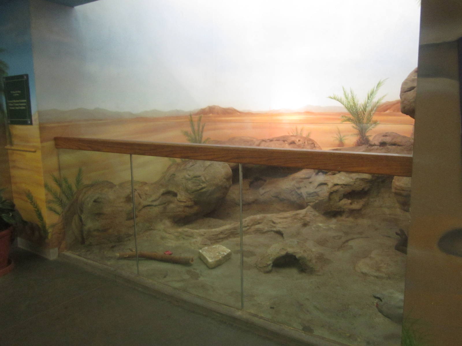 Aug. 2012-Fennec Fox exhibit