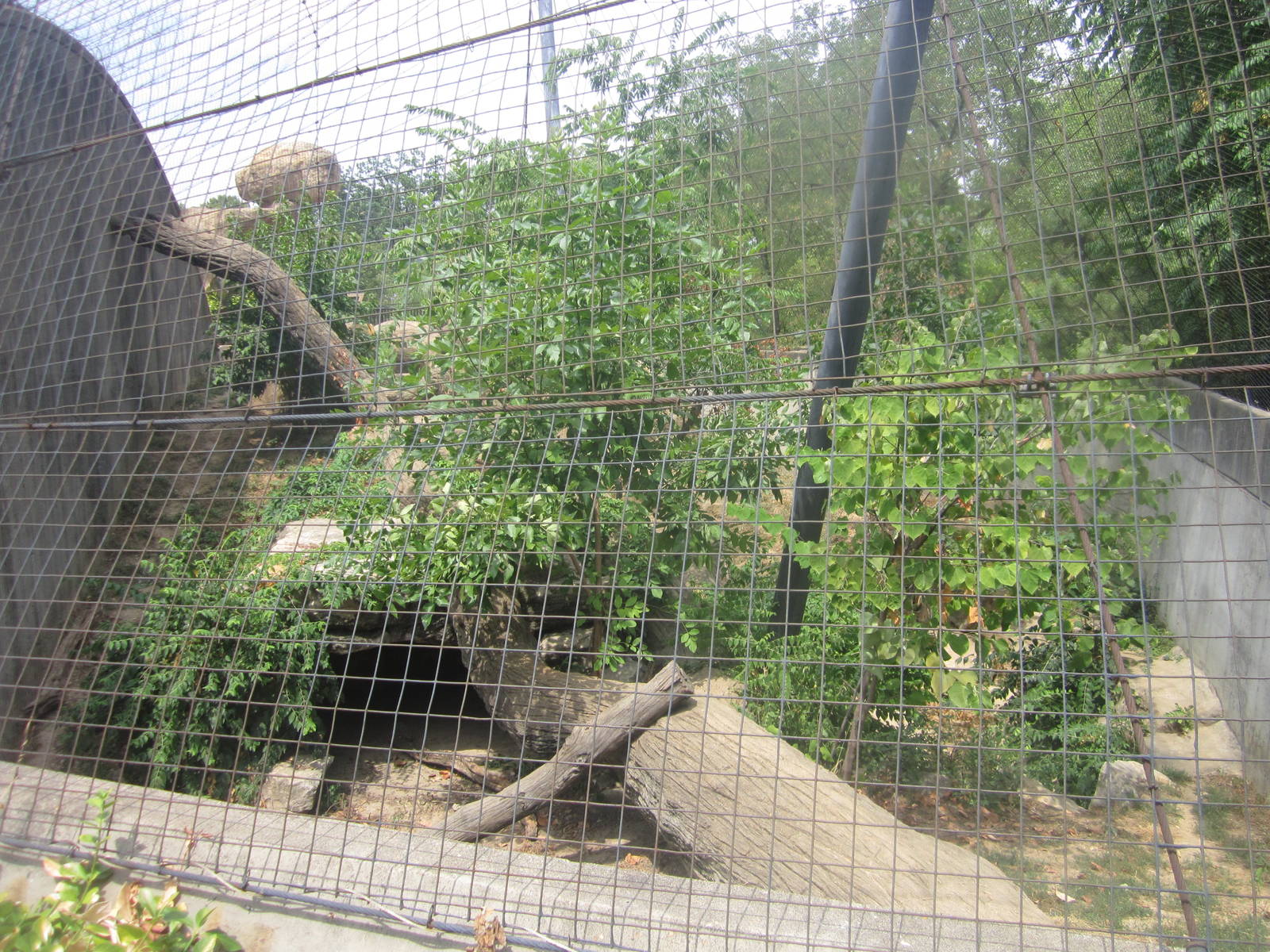 Aug. 2012-First Amur Leopard exhibit