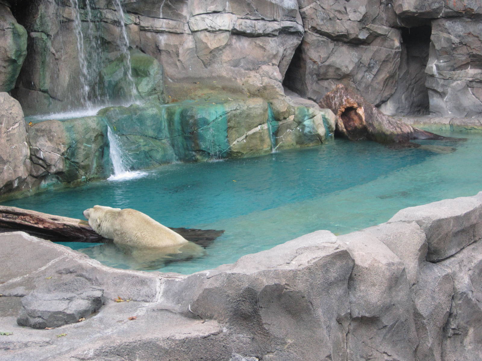 Aug. 2012-First Polar Bear pool