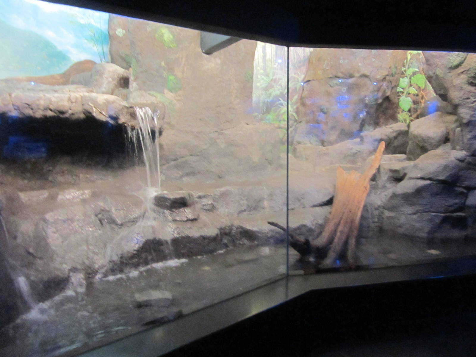 Aug. 2012-Fishing Cat exhibit