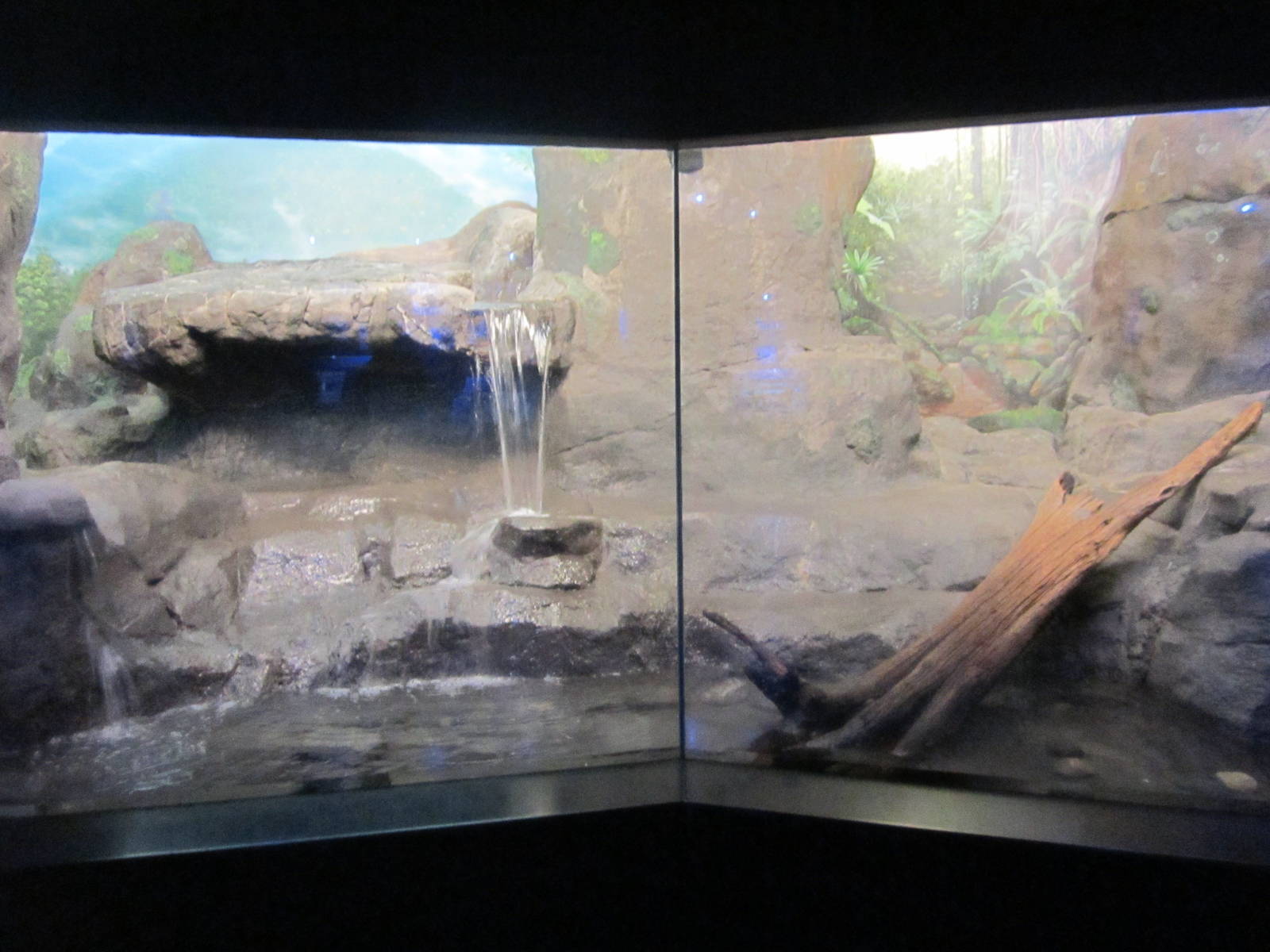 Aug. 2012-Fishing Cat exhibit