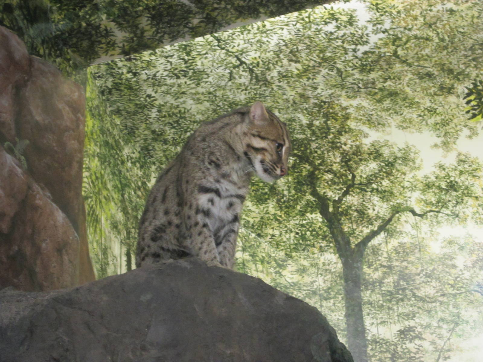 Aug. 2012-Fishing Cat