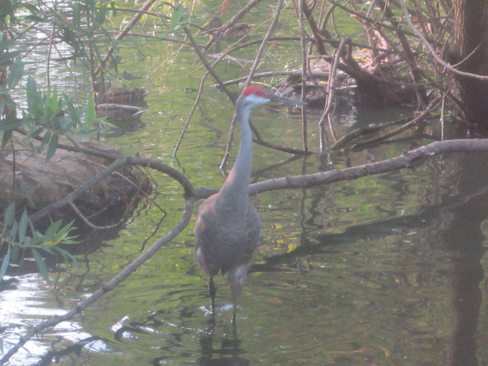 Aug. 2012-Florida Sandhill Crane