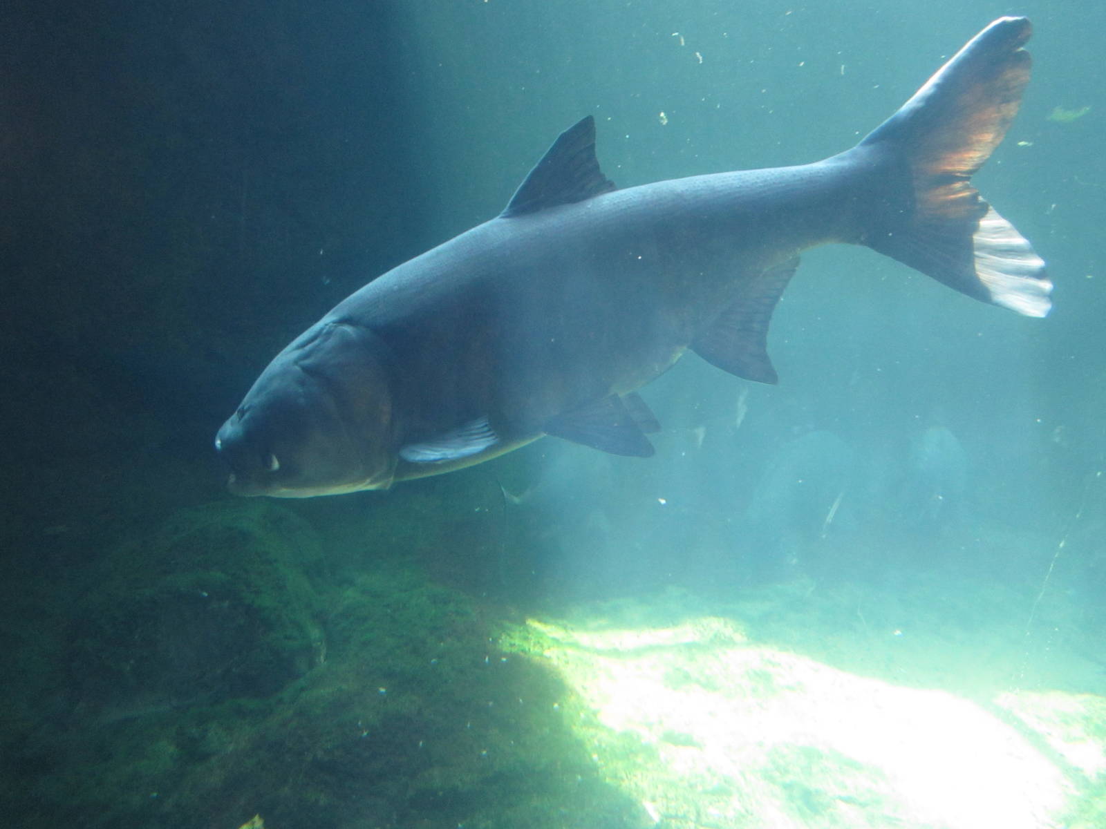 Aug. 2012-Freshwater Fish (ID please)