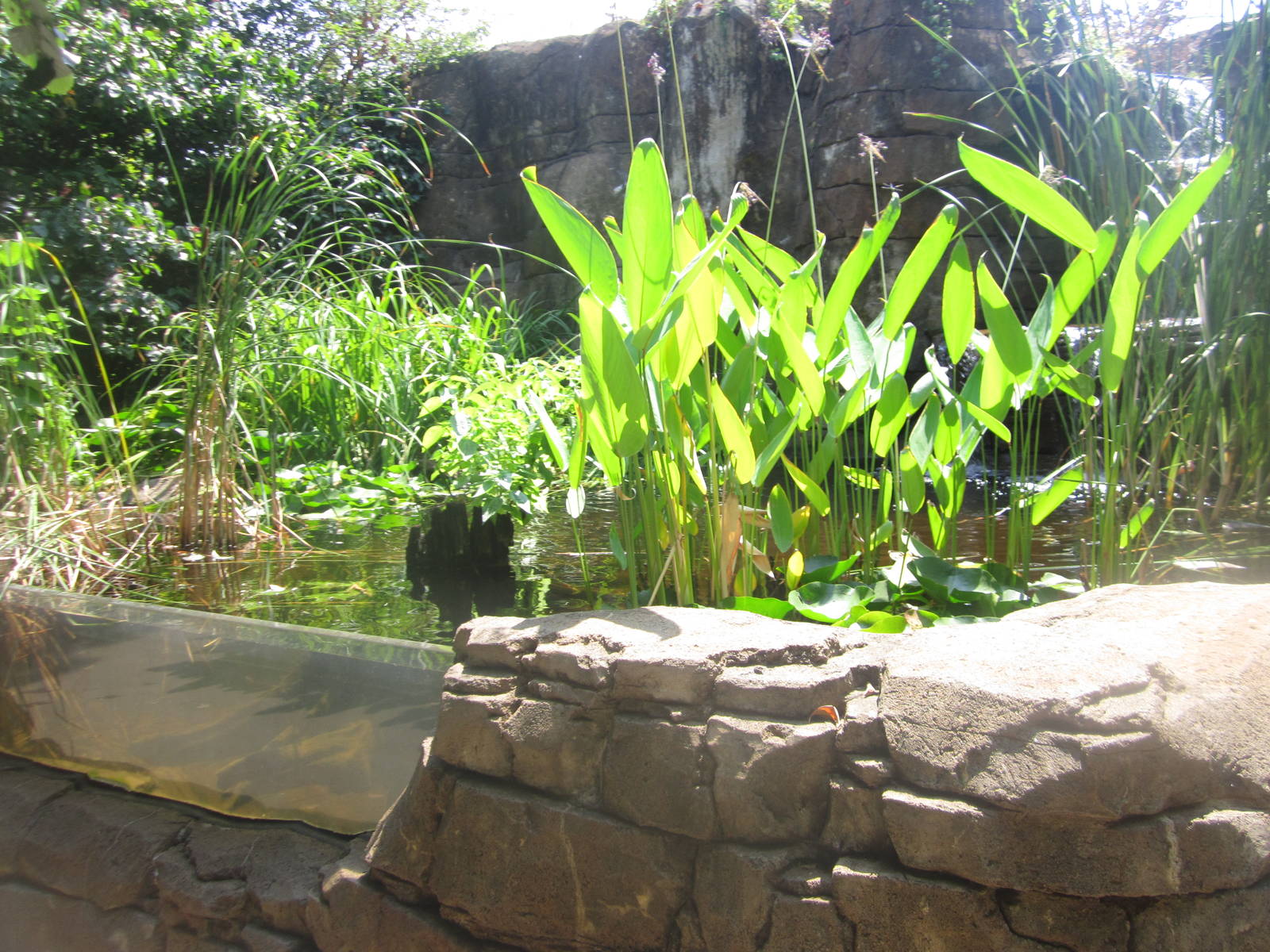 Aug. 2012-Freshwater Fish Pond