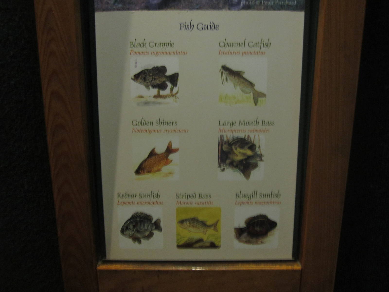Aug. 2012-Freshwater Fish sign