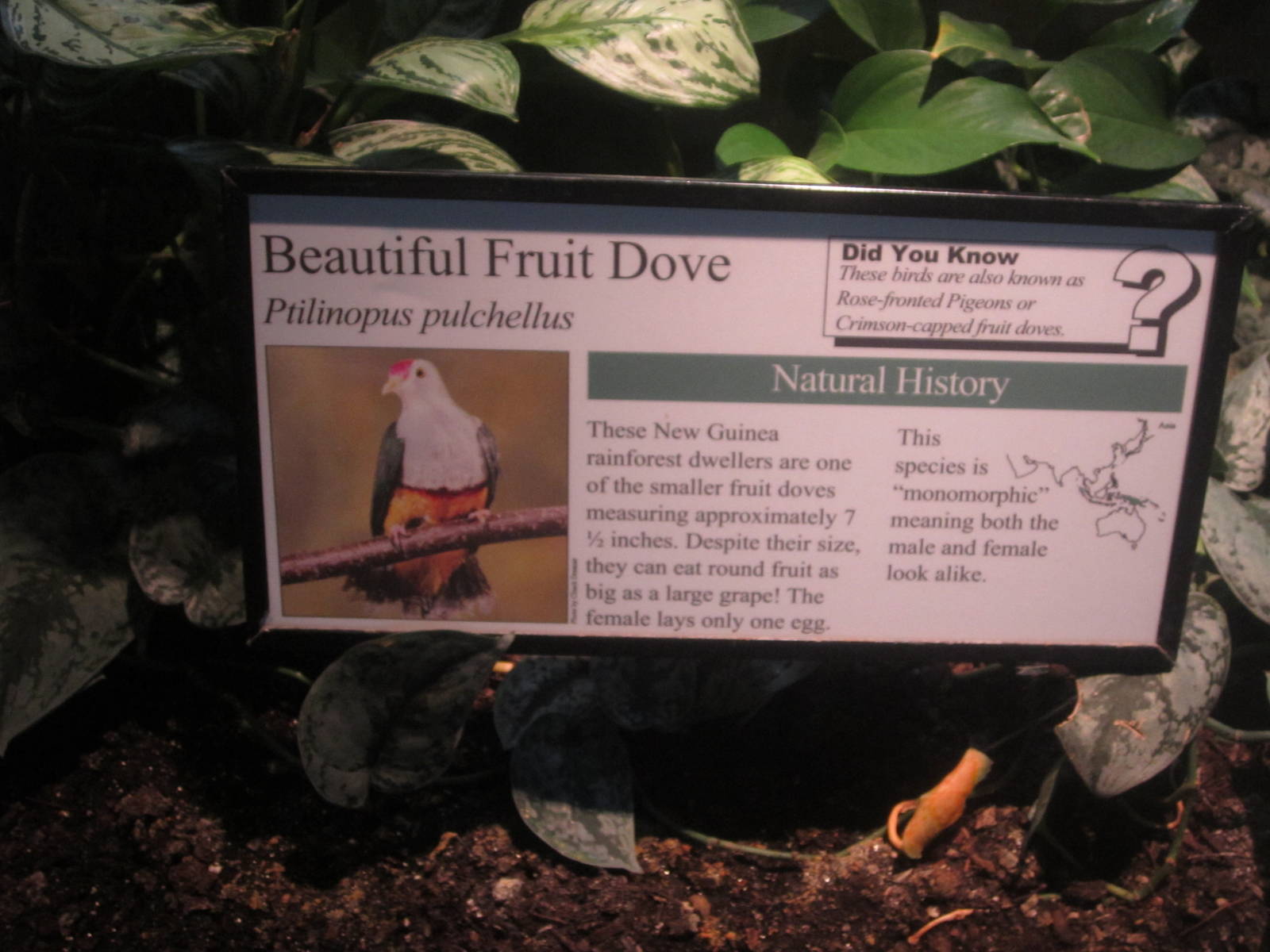 Aug. 2012-Fruit Dove sign