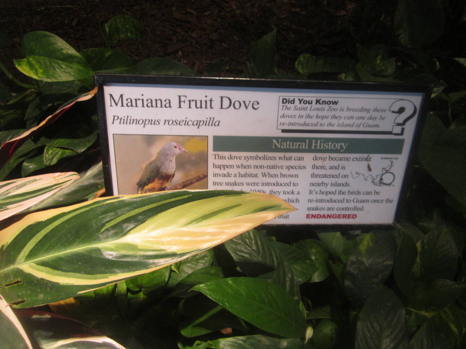 Aug. 2012-Fruit Dove sign