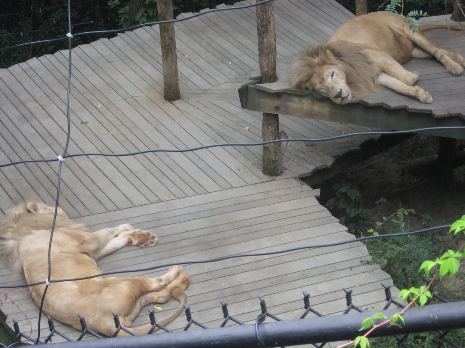 Aug. 2012-Future, and Sunshine, the Southeast African Lions