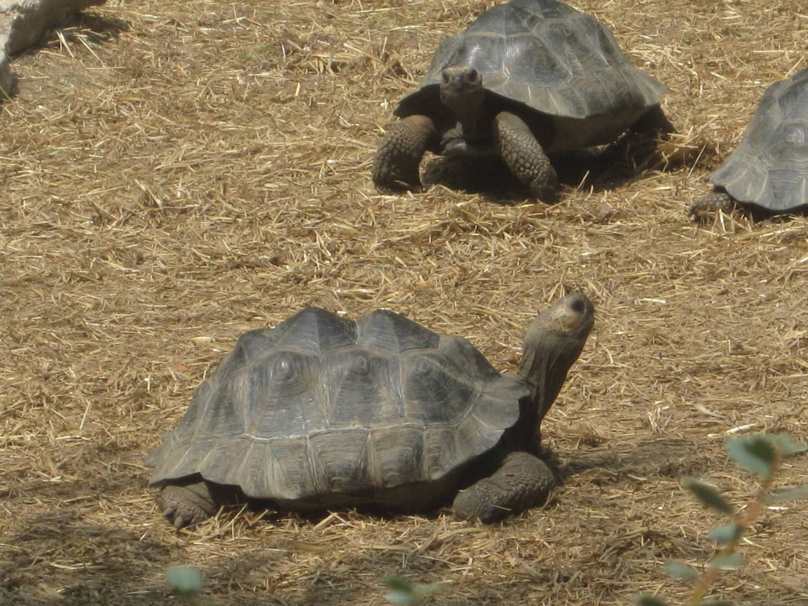 Aug. 2012-Galapagos Tortoises