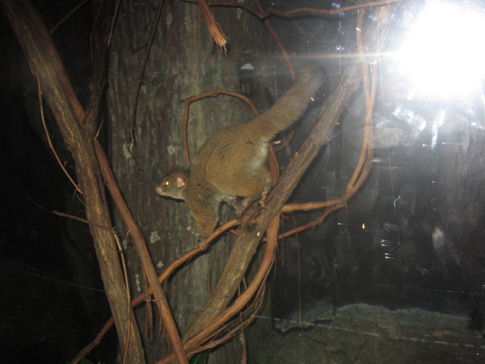 Aug. 2012-Garnett's Galago
