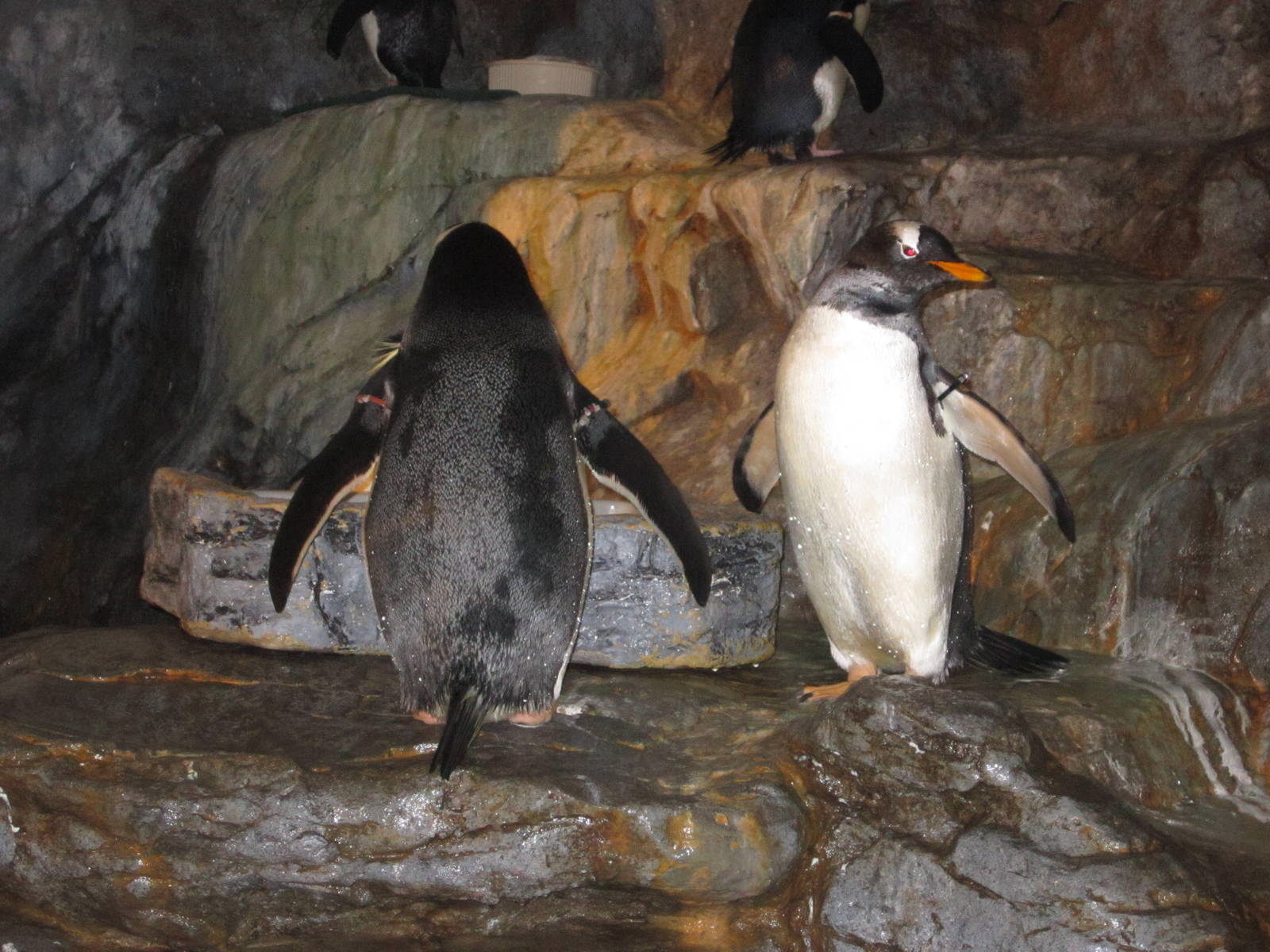 Aug. 2012-Gentoo Penguins