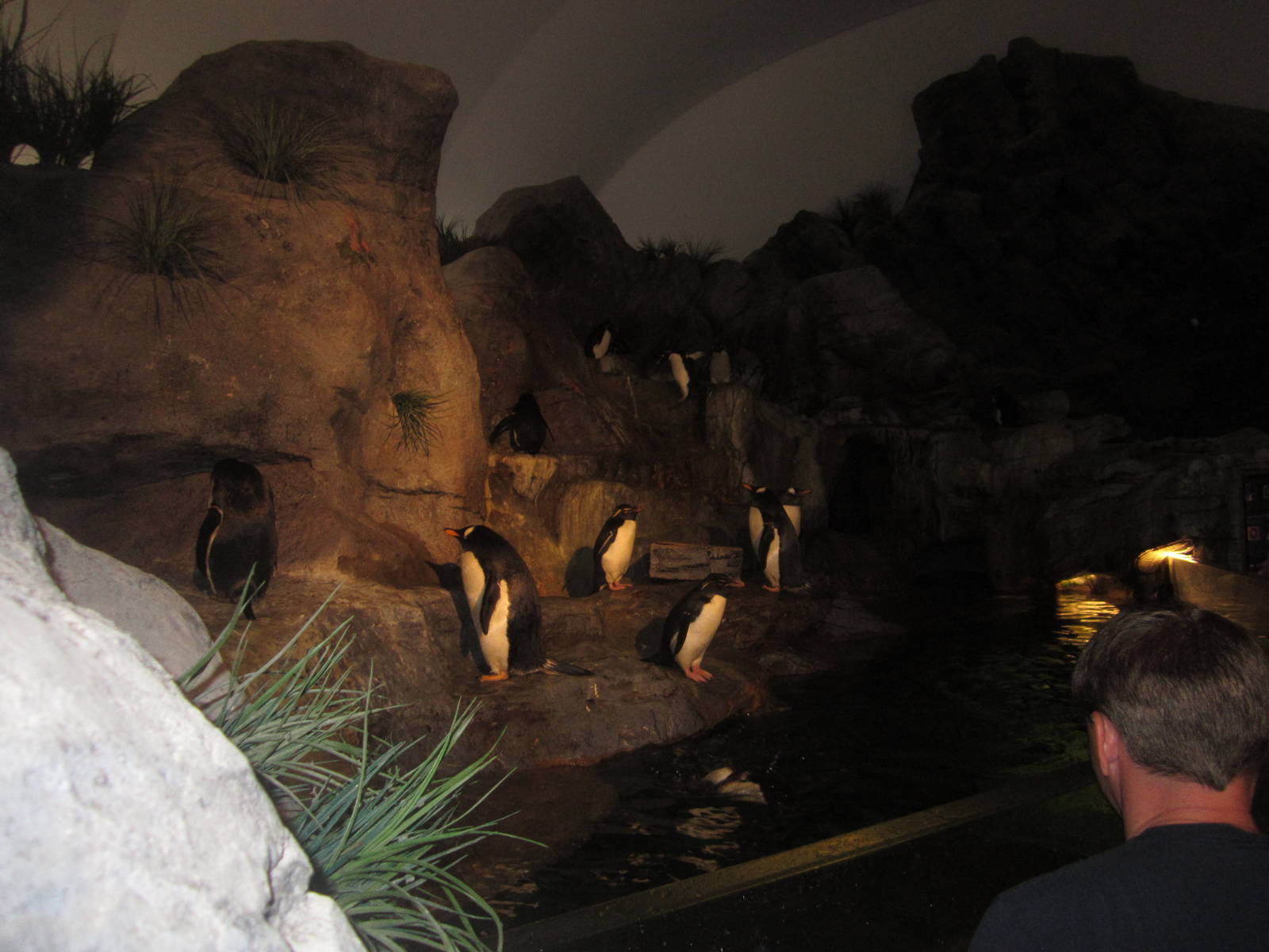 Aug. 2012-Gentoo/Southern Rockhopper Penguin exhibit