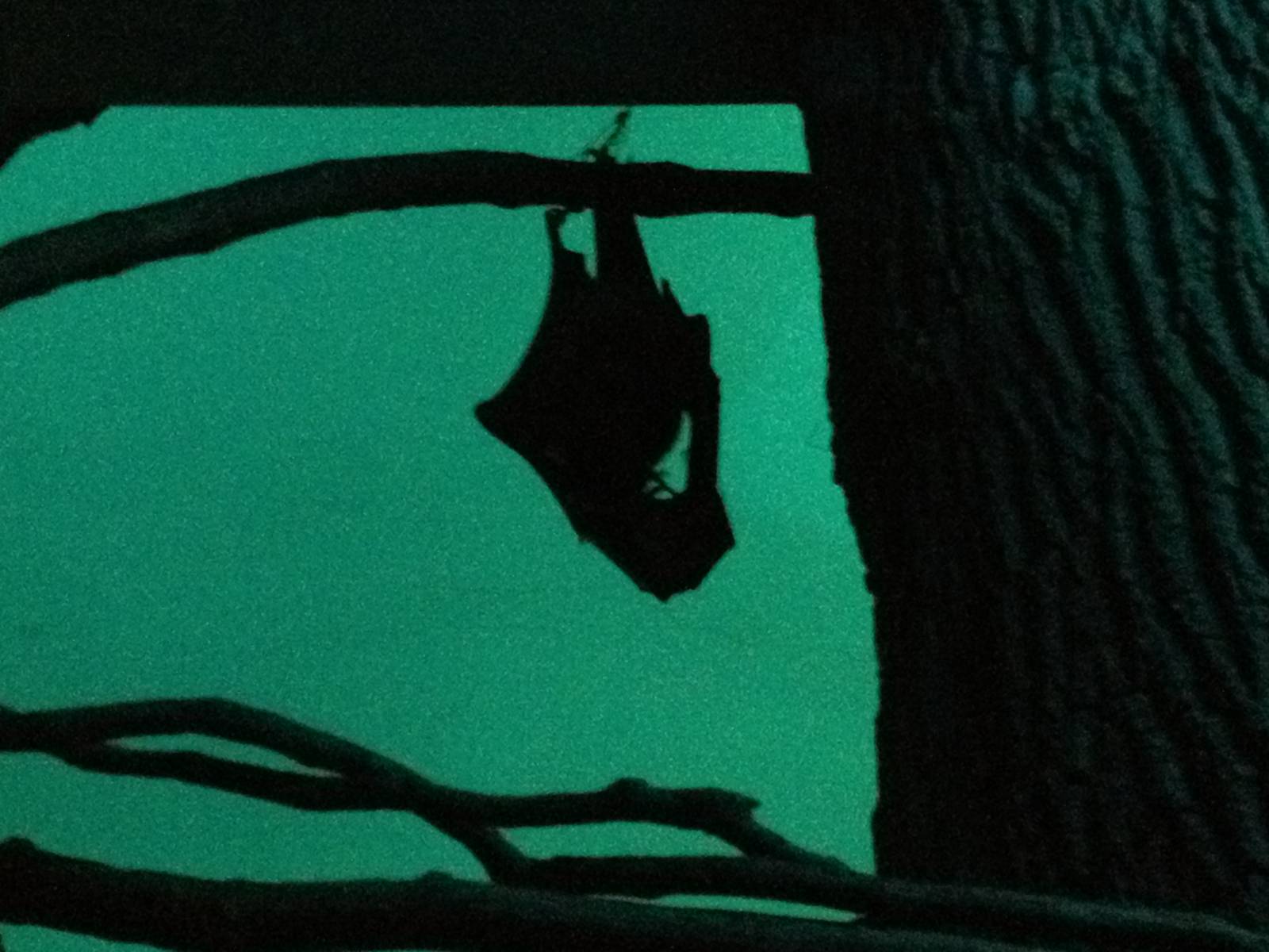 Aug. 2012-Giant Fruit Bat Silhouette