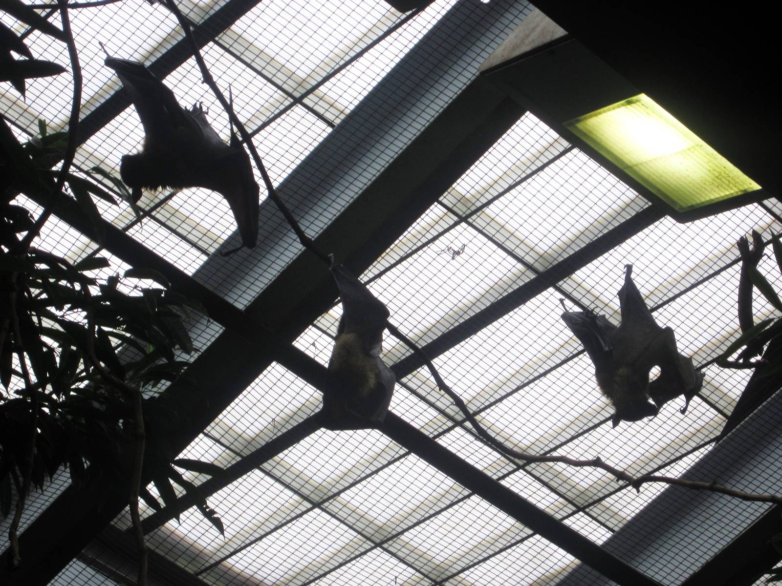 Aug. 2012-Giant Fruit Bats