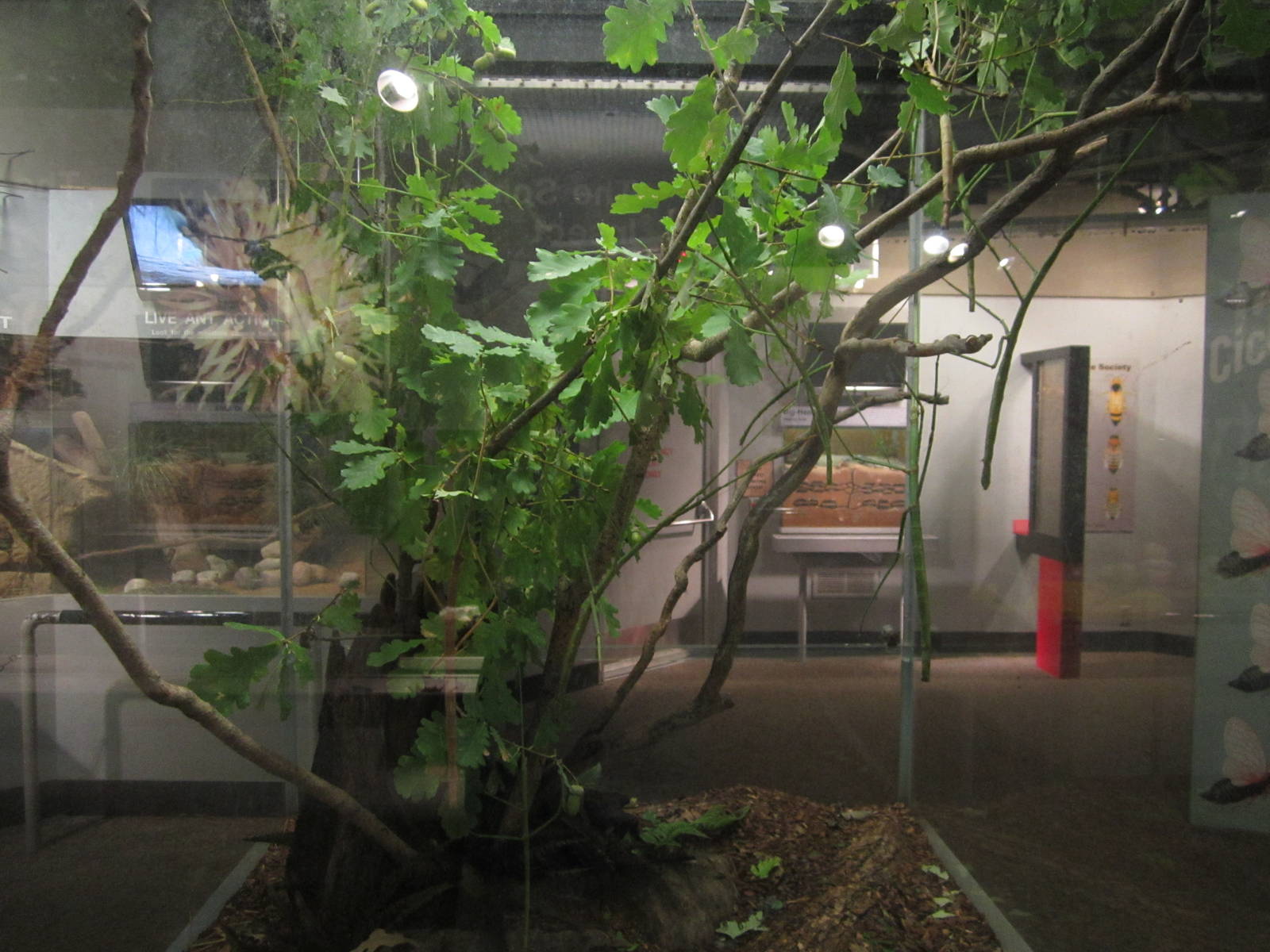 Aug. 2012-Giant Walking Stick exhibit (find all 4)