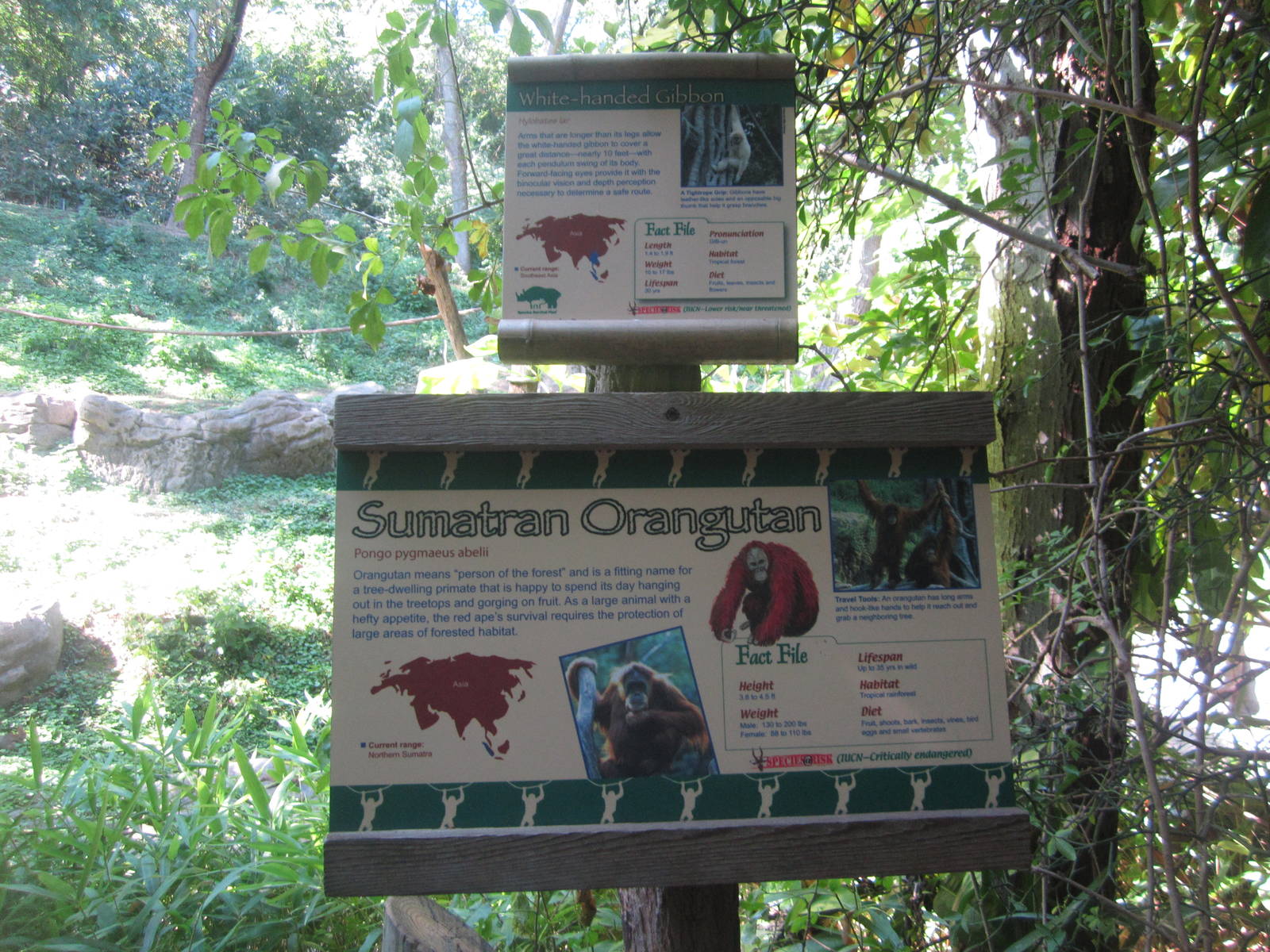 Aug. 2012-Gibbon + Orangutan signs