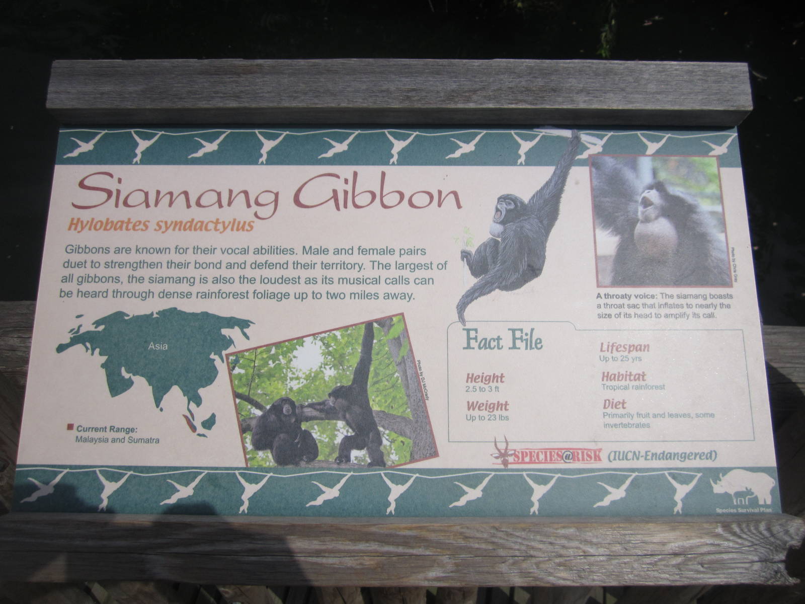 Aug. 2012-Gibbon sign