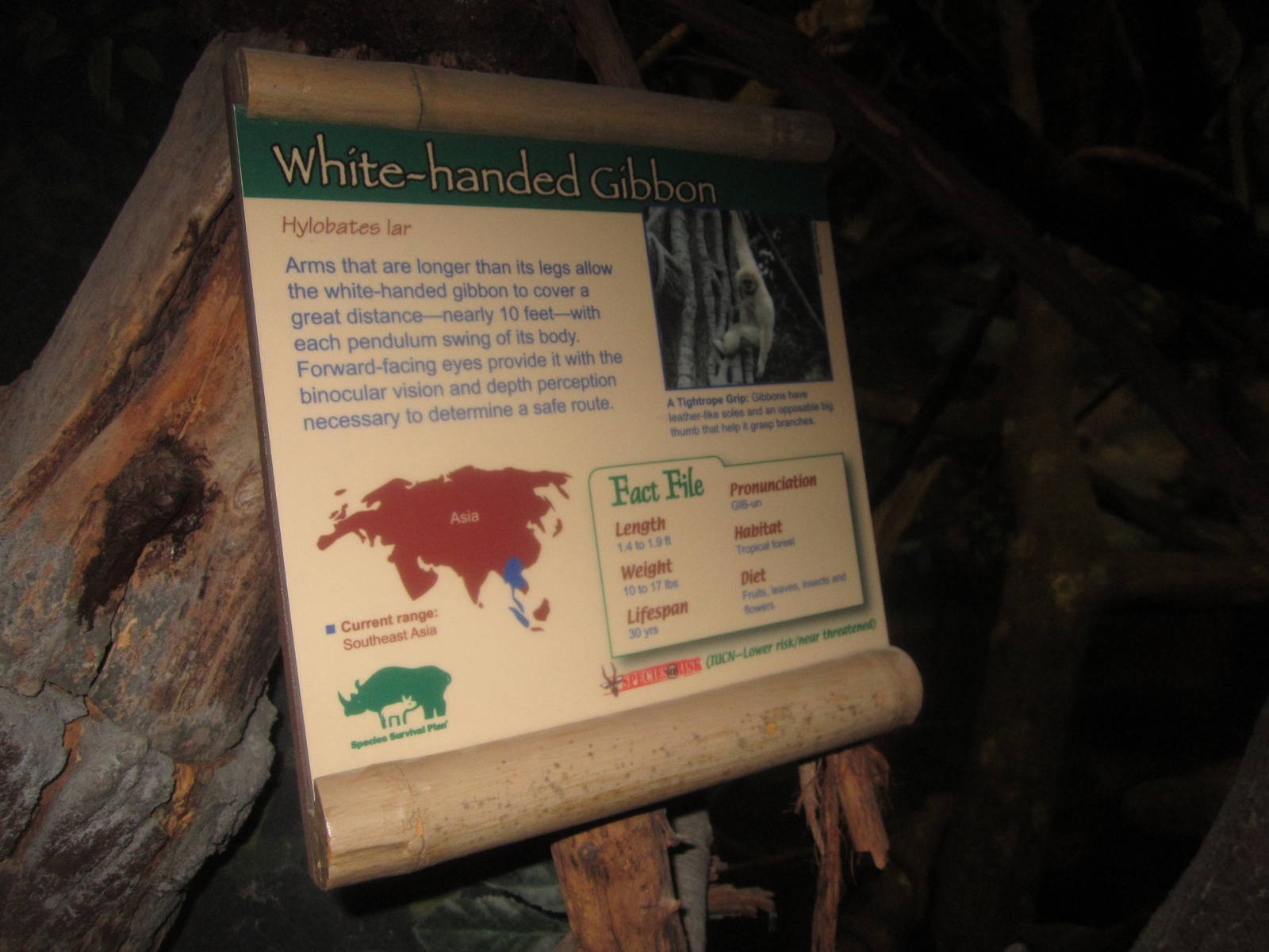 Aug. 2012-Gibbon sign