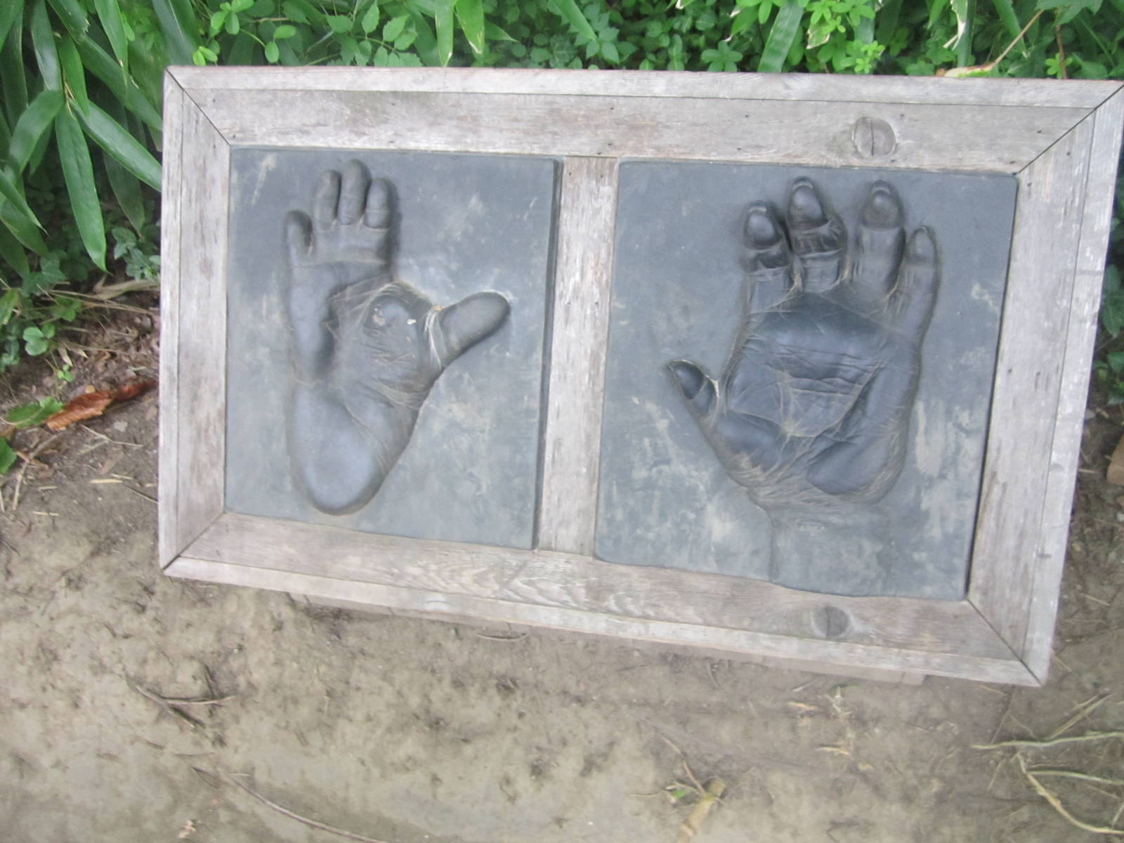 Aug. 2012-Gorilla Hands and Feet display