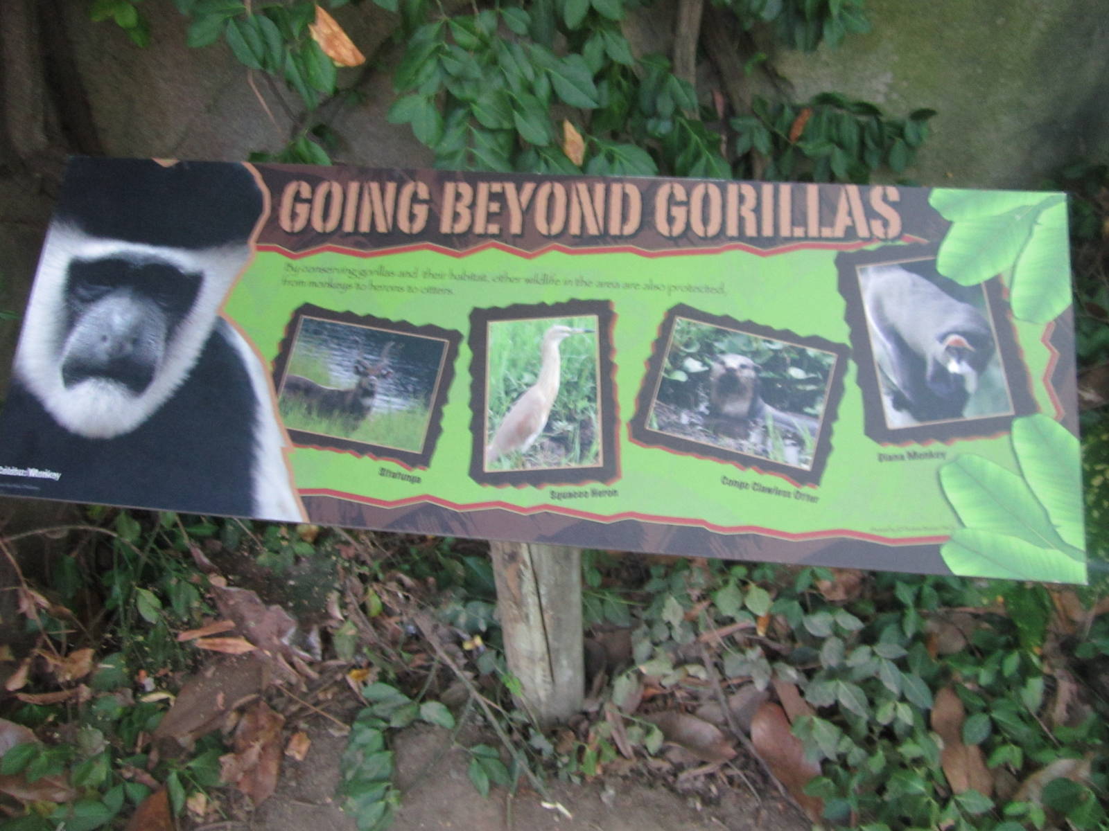 Aug. 2012-Gorilla World sign
