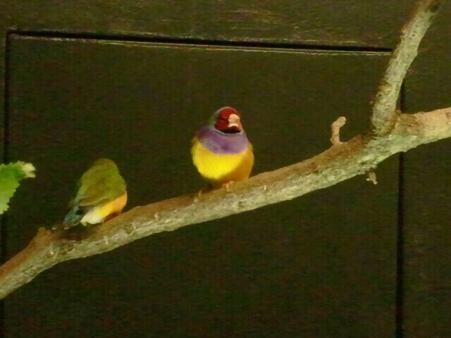 Aug. 2012-Gouldian Finch