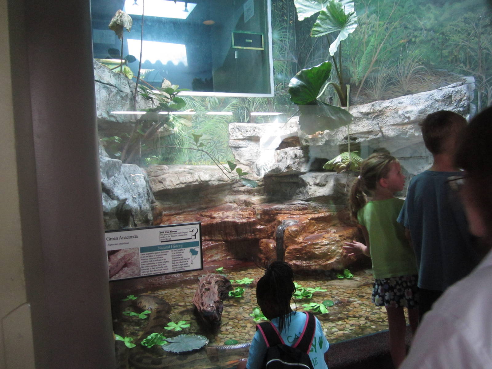 Aug. 2012-Green Anaconda exhibit