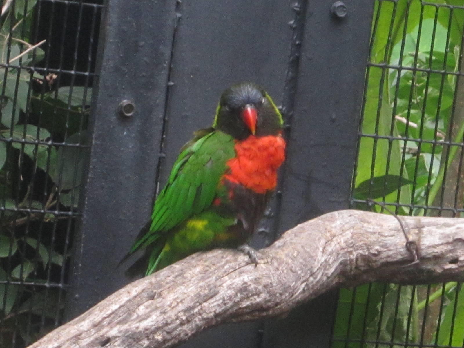 Aug. 2012-Green-naped Lorikeet