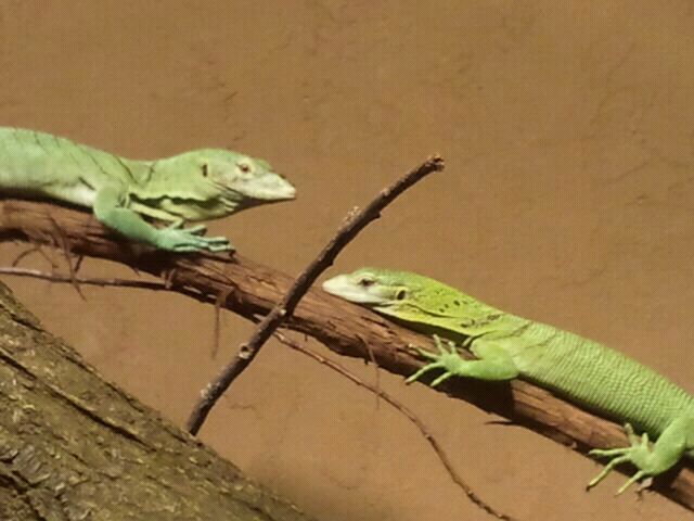 Aug. 2012-Green Tree Monitors