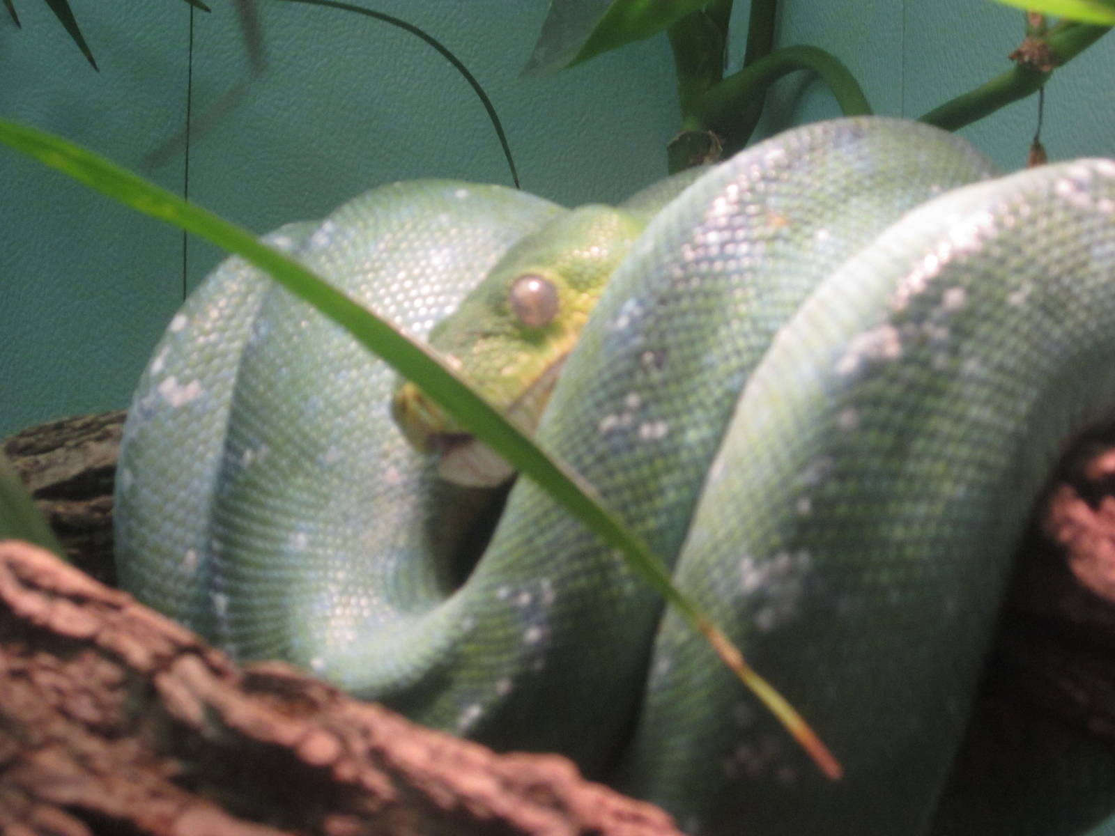 Aug. 2012-Green Tree Python