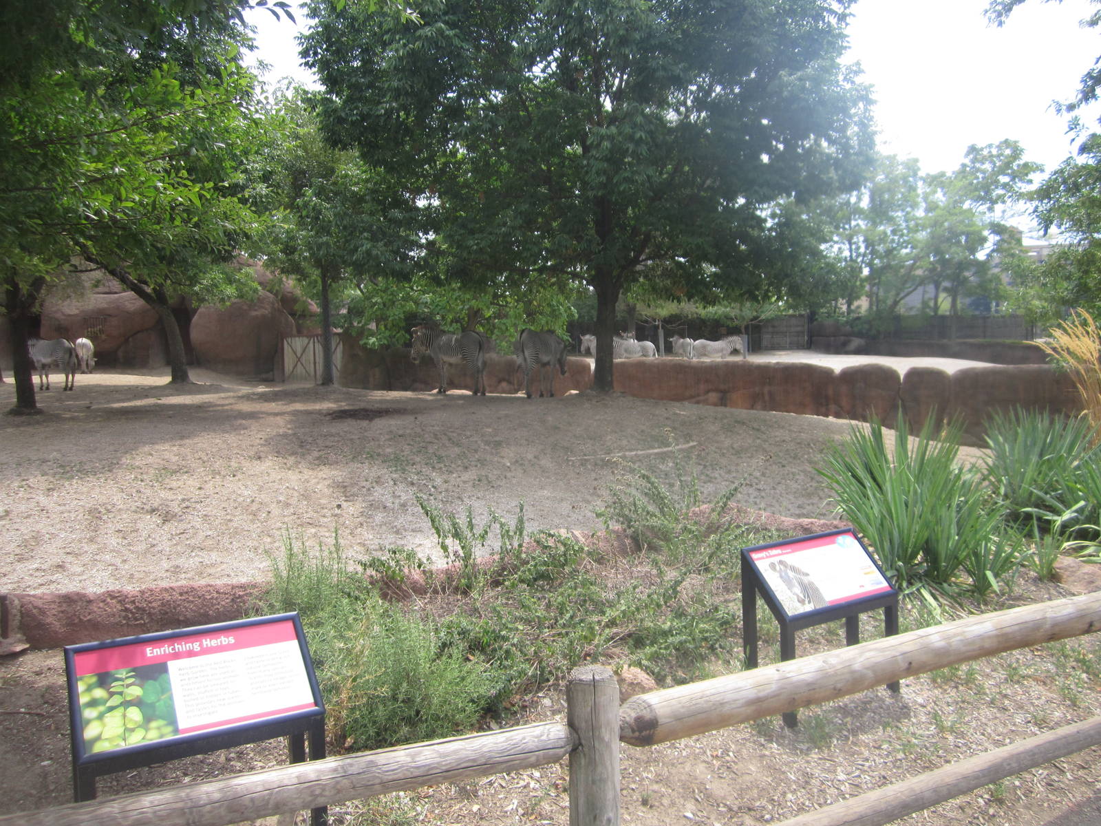Aug. 2012-Grevy's Zebra exhibits