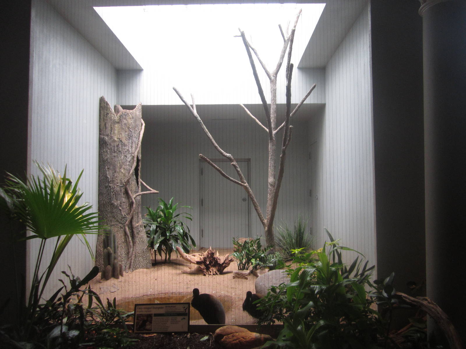 Aug. 2012-Grey-winged Trumpeter exhibit