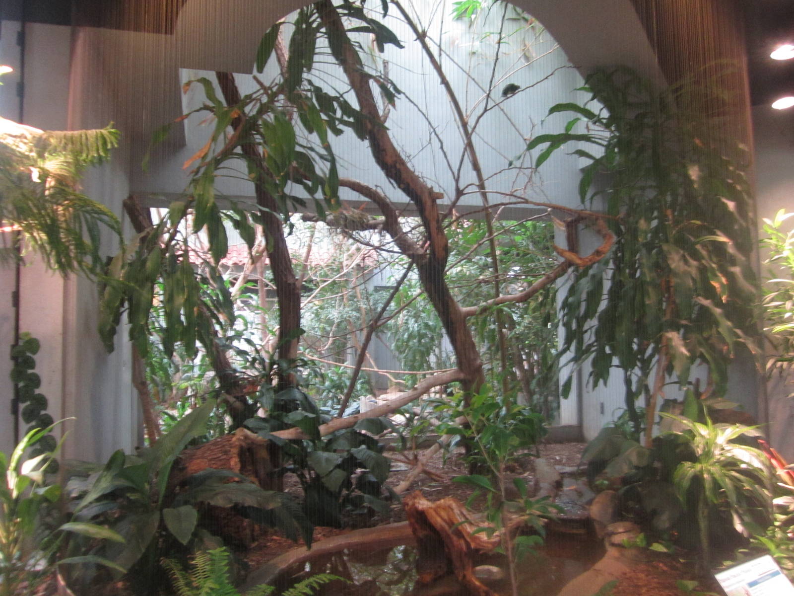 Aug. 2012-Grosbeak Starling/Mariana Fruit Dove/Palawan Peacock Pheasant exh