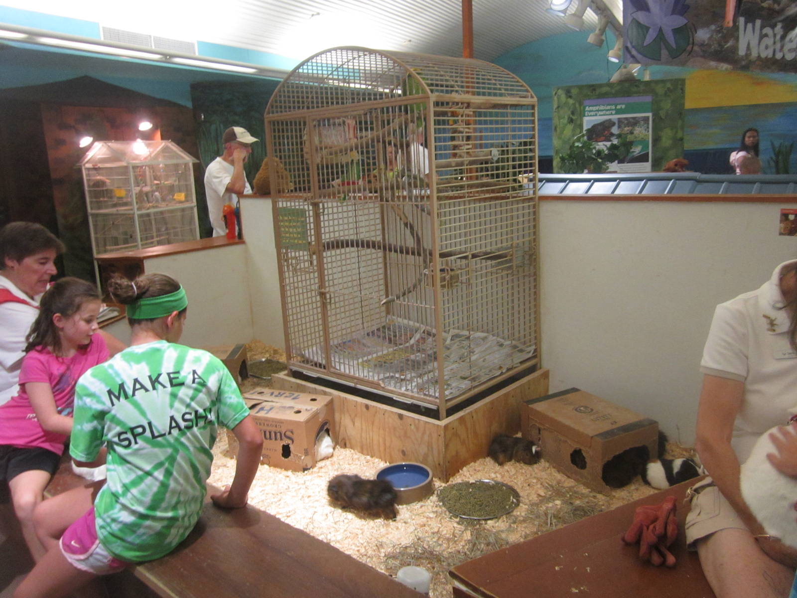 Aug. 2012-Guinea Pig + Yellow-headed Amazon exhibit