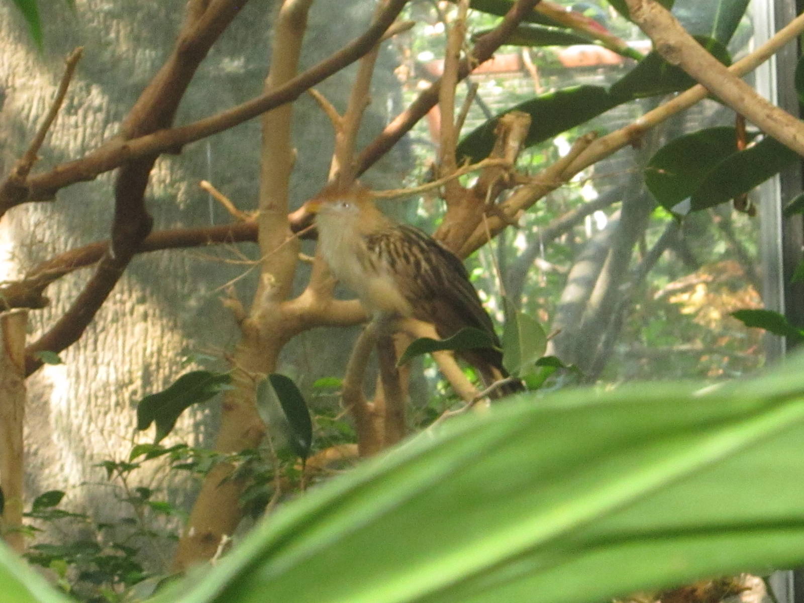 Aug. 2012-Guiro Cuckoo