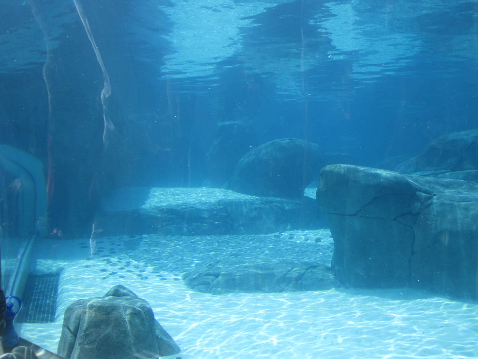 Aug. 2012-Harbor Seal/California Sea Lion Underwater Tunnel Viewing