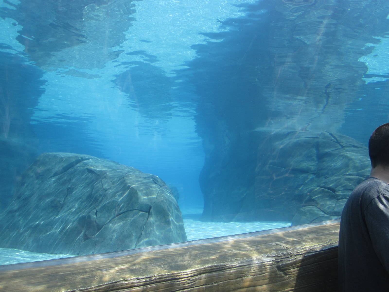 Aug. 2012-Harbor Seal/California Sea Lion Underwater Tunnel Viewing