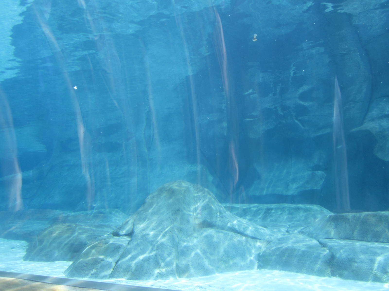 Aug. 2012-Harbor Seal/California Sea Lion Underwater Tunnel Viewing