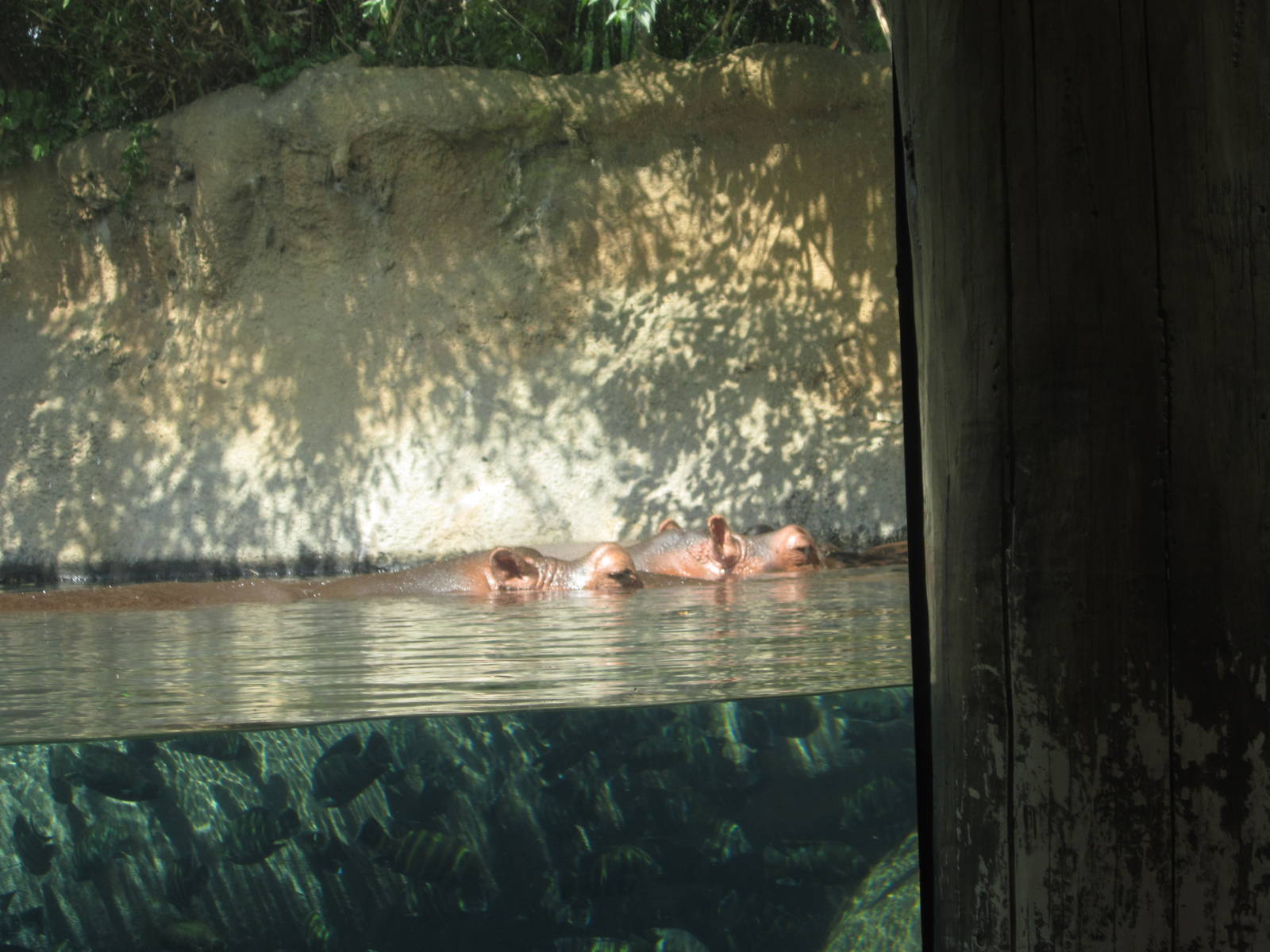 Aug. 2012-Hippopotamuses