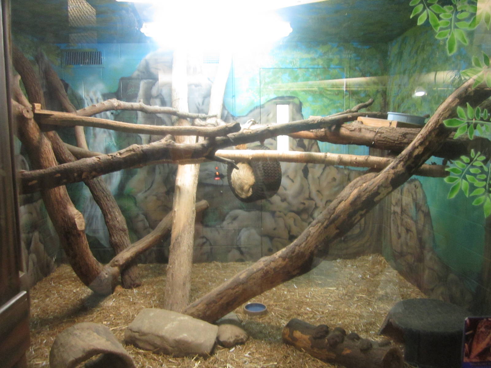 Aug. 2012-Hoffman's Two-toed Sloth/Southern Three-banded Armadillo exhibit